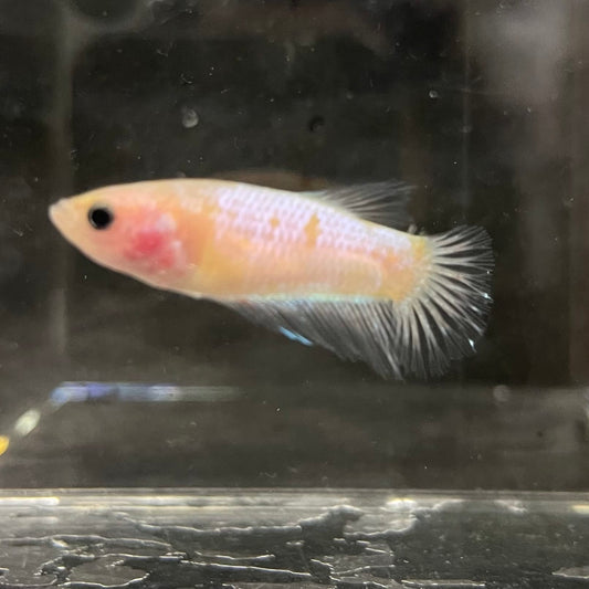 the-fish-farm Female Betta Female Betta - One Only - Q Choose your own Female Betta at The Fish Farm Australia