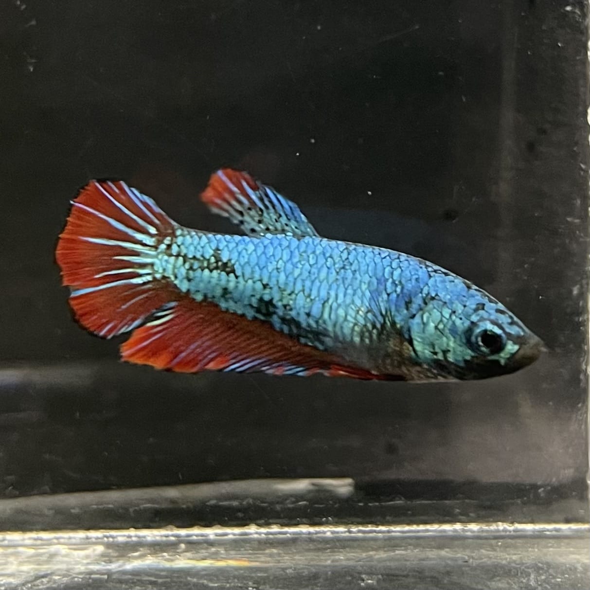 the-fish-farm Female Betta Female Betta - One Only - Q Choose your own Female Betta at The Fish Farm Australia
