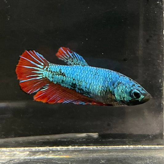 the-fish-farm Female Betta Female Betta - One Only - Q Choose your own Female Betta at The Fish Farm Australia