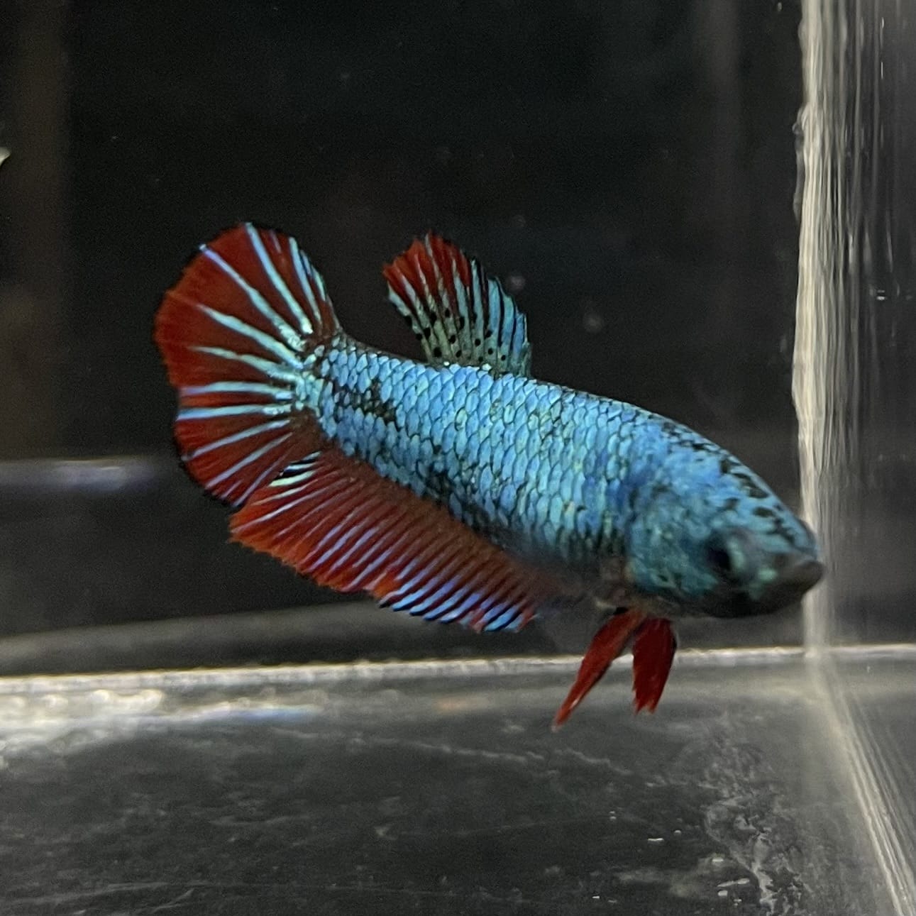the-fish-farm Female Betta Female Betta - One Only - Q Choose your own Female Betta at The Fish Farm Australia
