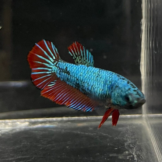 the-fish-farm Female Betta Female Betta - One Only - Q Choose your own Female Betta at The Fish Farm Australia