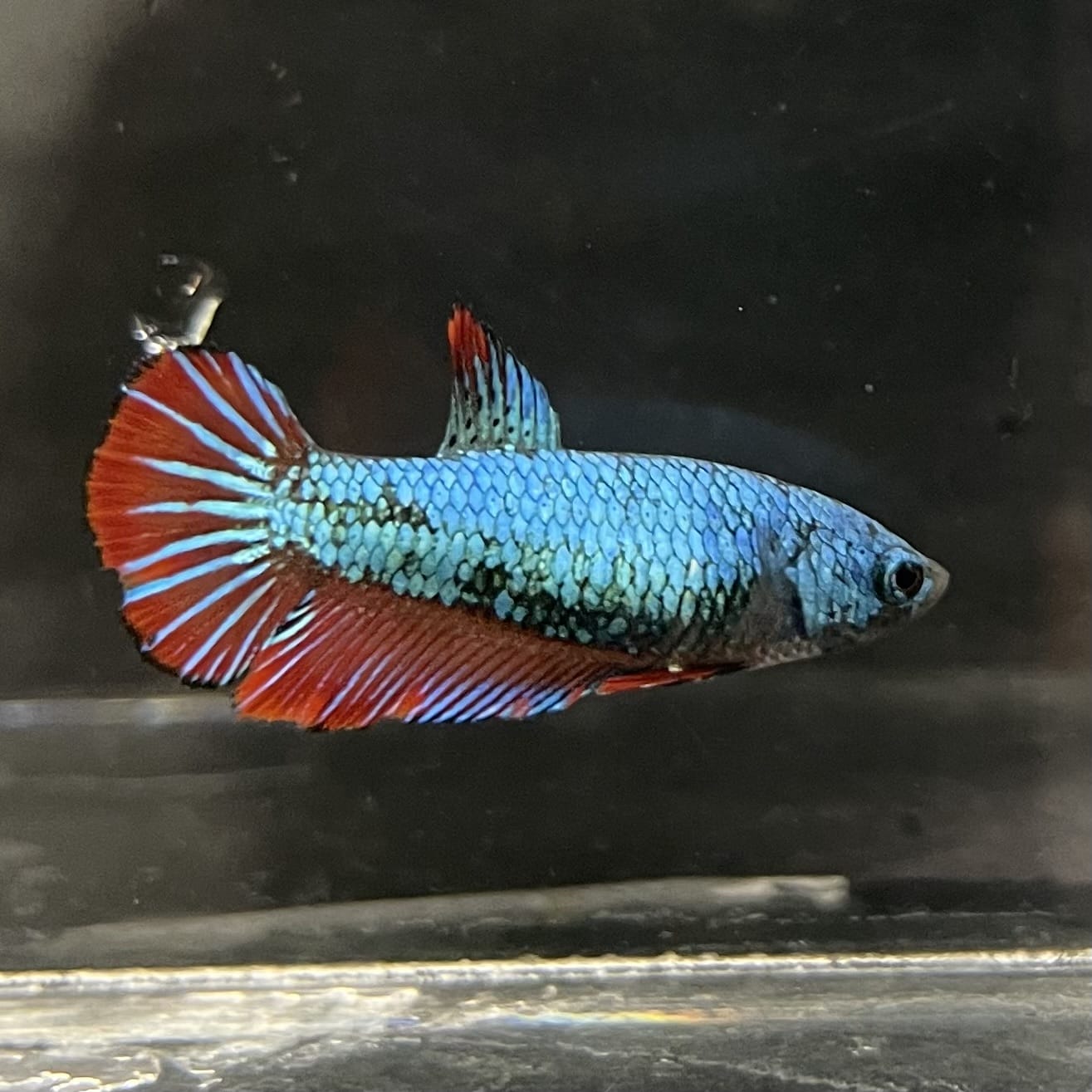 the-fish-farm Female Betta Female Betta - One Only - Q Choose your own Female Betta at The Fish Farm Australia