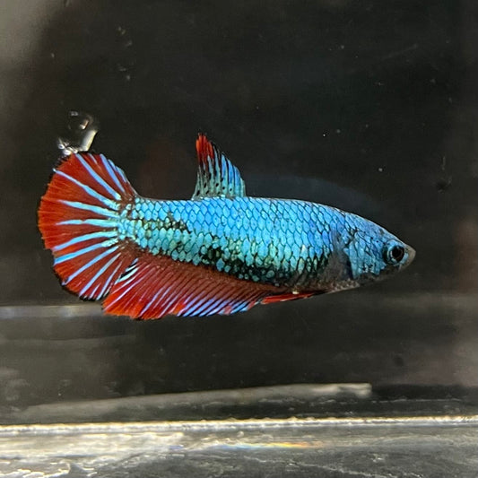 the-fish-farm Female Betta Female Betta - One Only - Q Choose your own Female Betta at The Fish Farm Australia