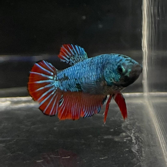 the-fish-farm Female Betta Female Betta - One Only - Q Choose your own Female Betta at The Fish Farm Australia