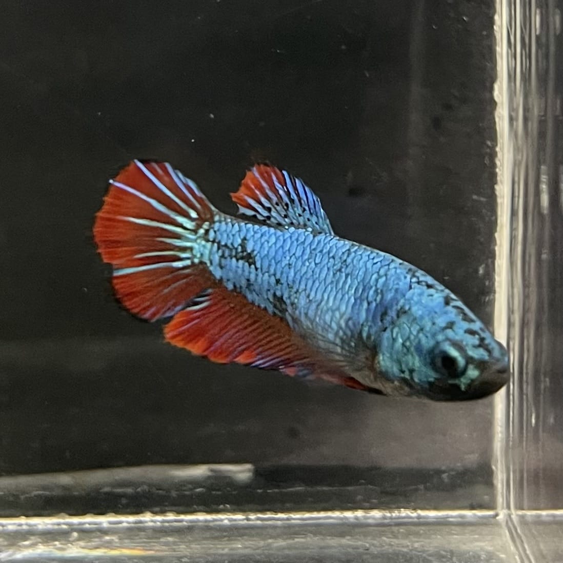 the-fish-farm Female Betta Female Betta - One Only - Q Choose your own Female Betta at The Fish Farm Australia