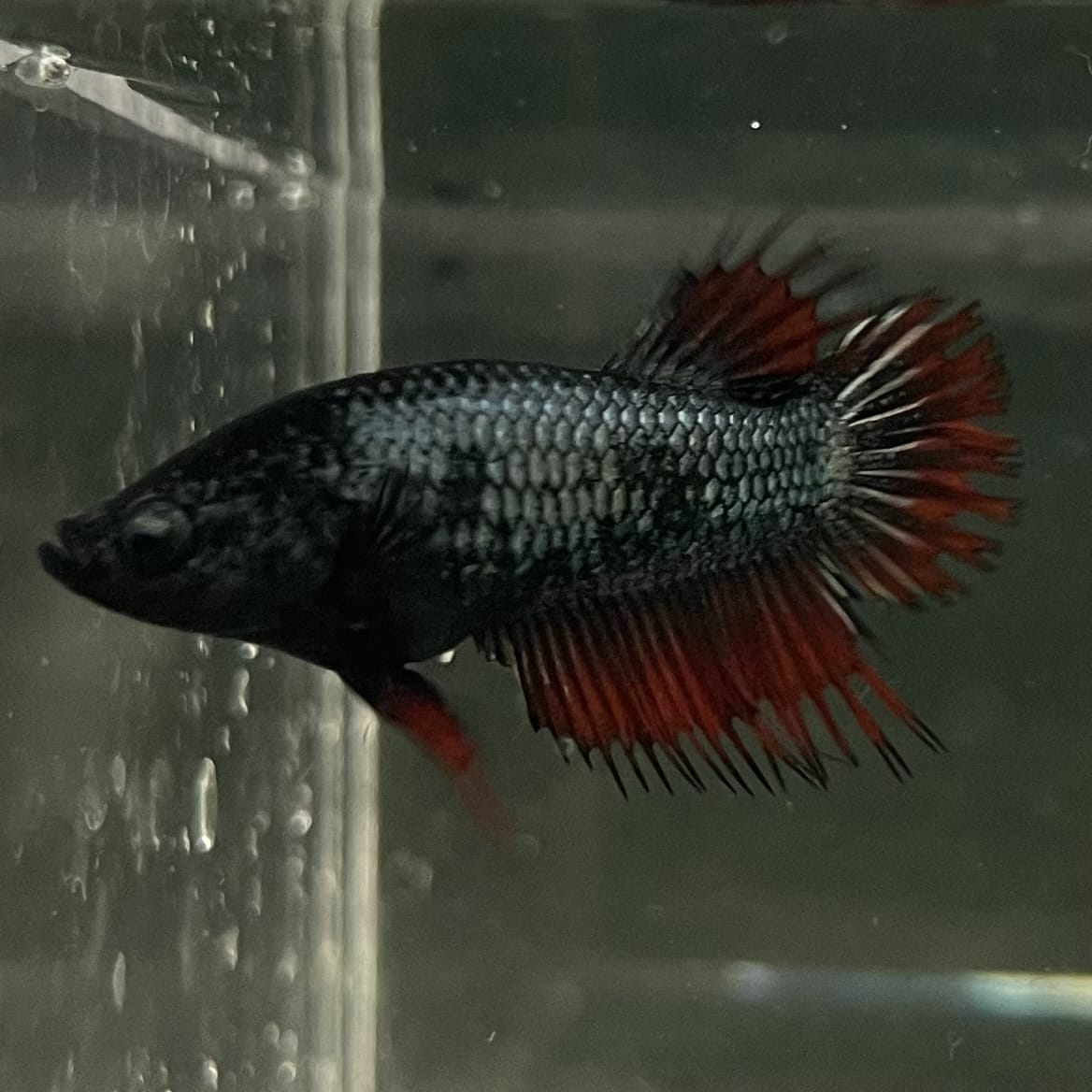 the-fish-farm Female Betta Female Betta - One Only - Q Choose your own Female Betta at The Fish Farm Australia