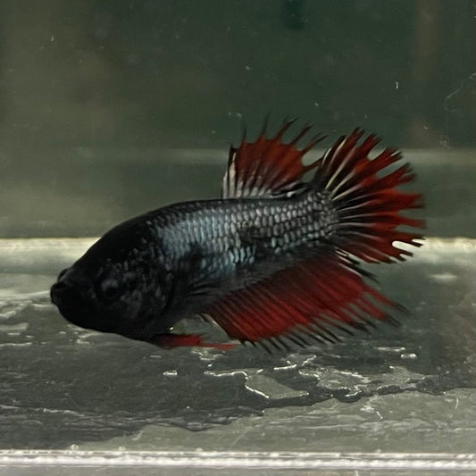 the-fish-farm Female Betta Female Betta - One Only - Q Choose your own Female Betta at The Fish Farm Australia