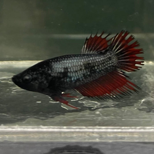 the-fish-farm Female Betta Female Betta - One Only - Q Choose your own Female Betta at The Fish Farm Australia