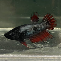 the-fish-farm Female Betta Female Betta - One Only - Q Choose your own Female Betta at The Fish Farm Australia