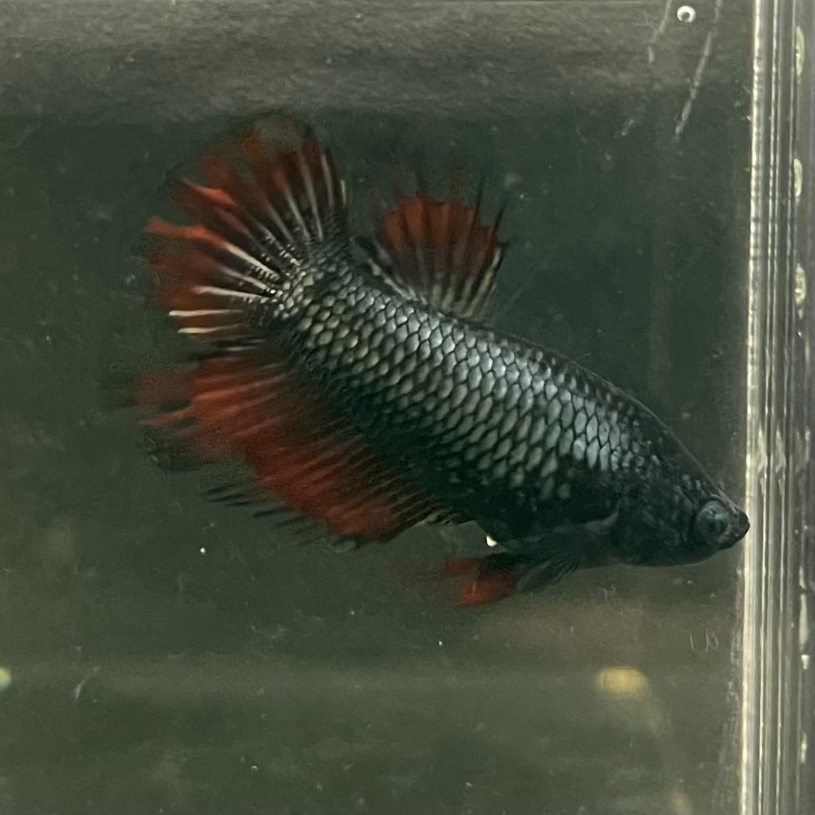 the-fish-farm Female Betta Female Betta - One Only - Q Choose your own Female Betta at The Fish Farm Australia