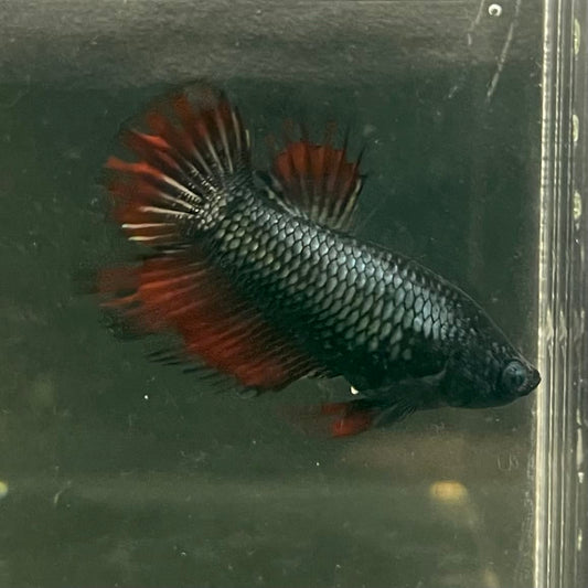 the-fish-farm Female Betta Female Betta - One Only - Q Choose your own Female Betta at The Fish Farm Australia