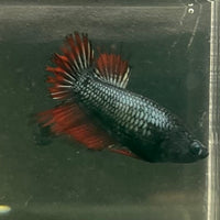 the-fish-farm Female Betta Female Betta - One Only - Q Choose your own Female Betta at The Fish Farm Australia