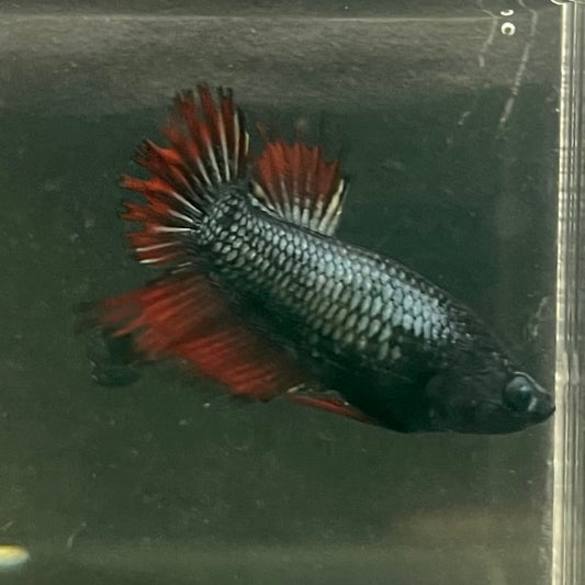 the-fish-farm Female Betta Female Betta - One Only - Q Choose your own Female Betta at The Fish Farm Australia