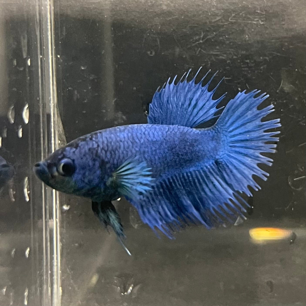 the-fish-farm Female Betta Female Betta - One Only - Q Choose your own Female Betta at The Fish Farm Australia