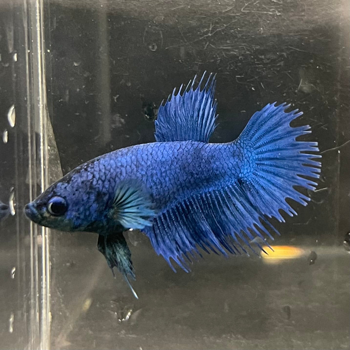 the-fish-farm Female Betta Female Betta - One Only - Q Choose your own Female Betta at The Fish Farm Australia