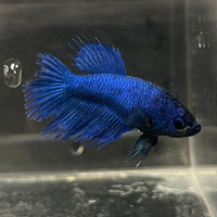 the-fish-farm Female Betta Female Betta - One Only - Q Choose your own Female Betta at The Fish Farm Australia