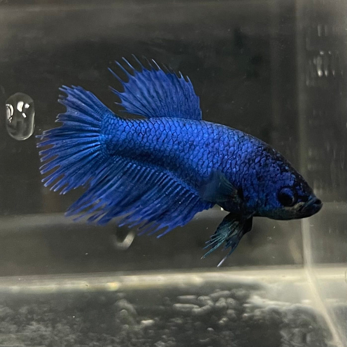 the-fish-farm Female Betta Female Betta - One Only - Q Choose your own Female Betta at The Fish Farm Australia