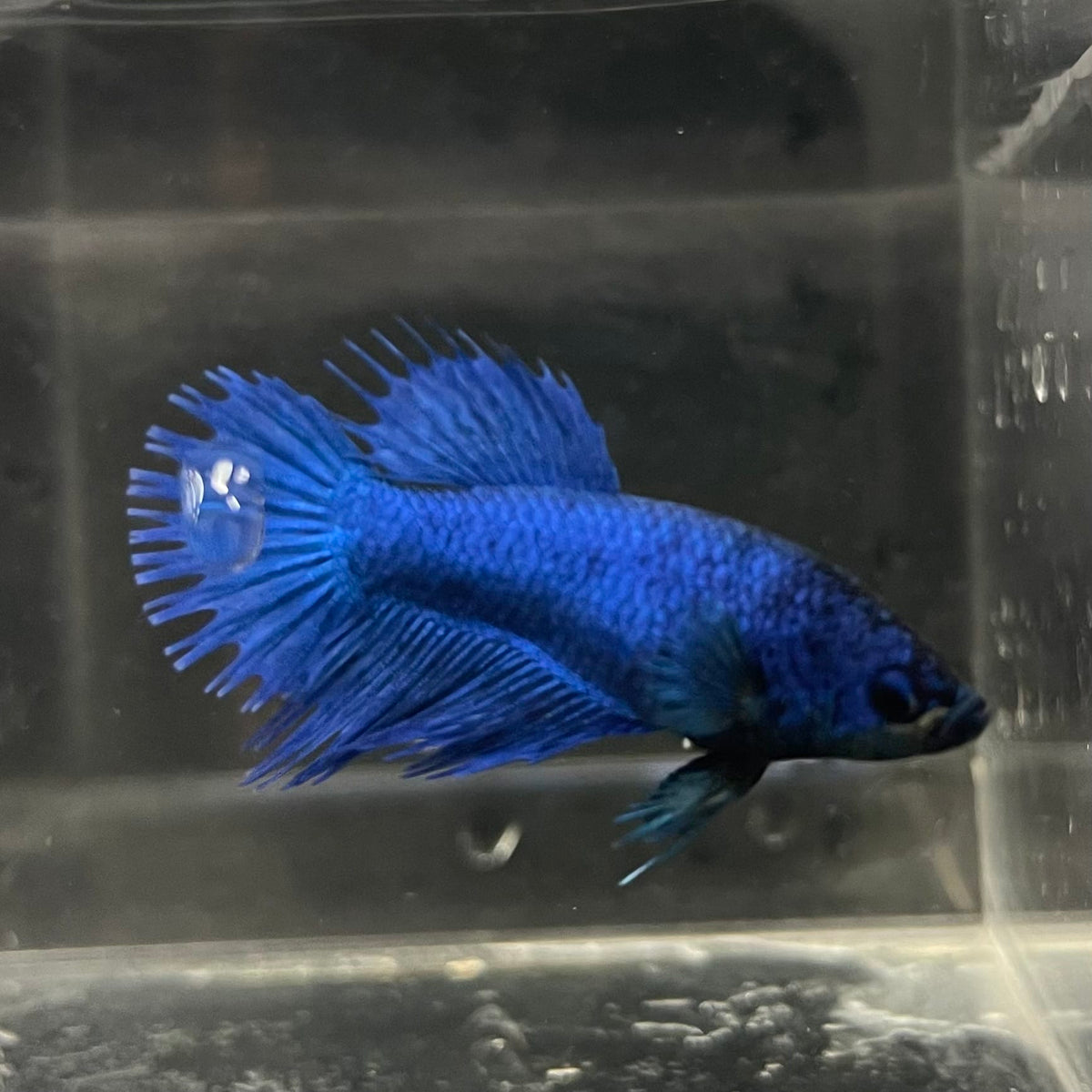 the-fish-farm Female Betta Female Betta - One Only - Q Choose your own Female Betta at The Fish Farm Australia