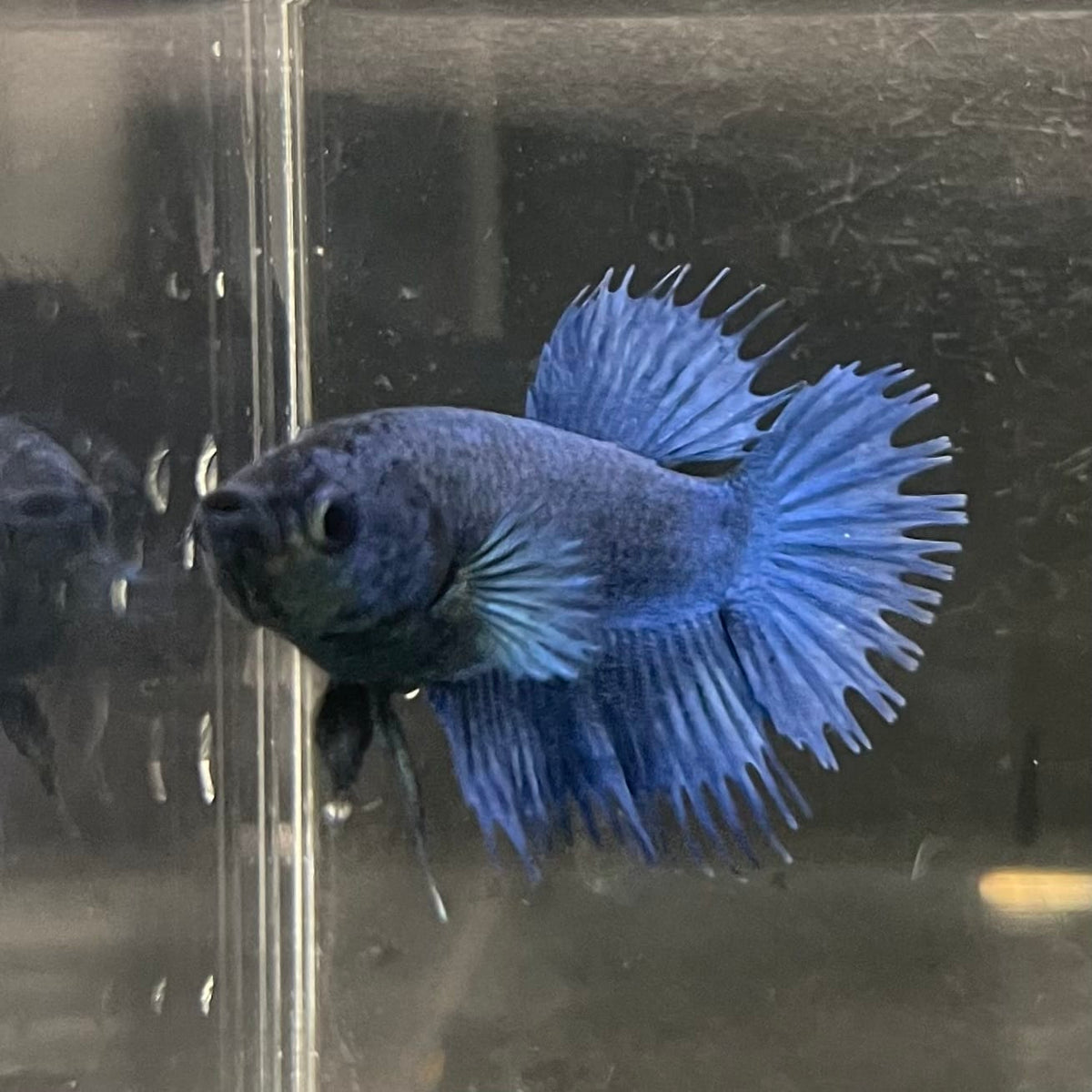 the-fish-farm Female Betta Female Betta - One Only - Q Choose your own Female Betta at The Fish Farm Australia