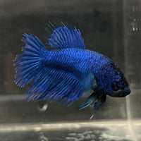 the-fish-farm Female Betta Female Betta - One Only - Q Choose your own Female Betta at The Fish Farm Australia