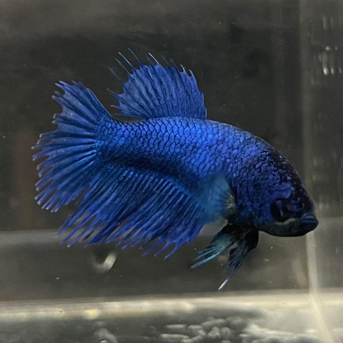 the-fish-farm Female Betta Female Betta - One Only - Q Choose your own Female Betta at The Fish Farm Australia