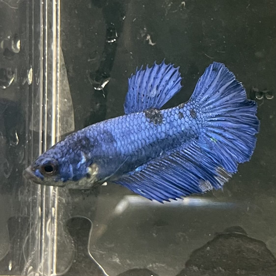 the-fish-farm Female Betta Female Betta - One Only - Q Choose your own Female Betta at The Fish Farm Australia