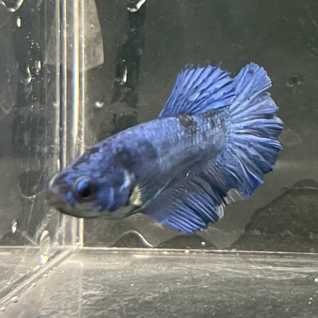 the-fish-farm Female Betta Female Betta - One Only - Q Choose your own Female Betta at The Fish Farm Australia