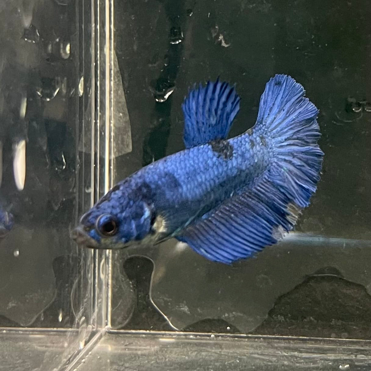 the-fish-farm Female Betta Female Betta - One Only - Q Choose your own Female Betta at The Fish Farm Australia