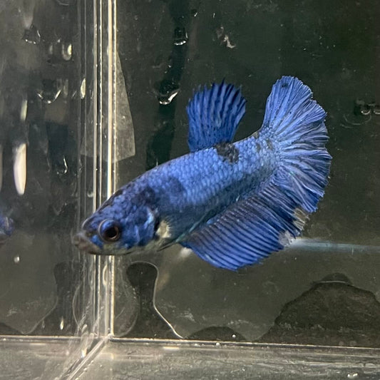 the-fish-farm Female Betta Female Betta - One Only - Q Choose your own Female Betta at The Fish Farm Australia