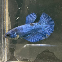 the-fish-farm Female Betta Female Betta - One Only - Q Choose your own Female Betta at The Fish Farm Australia