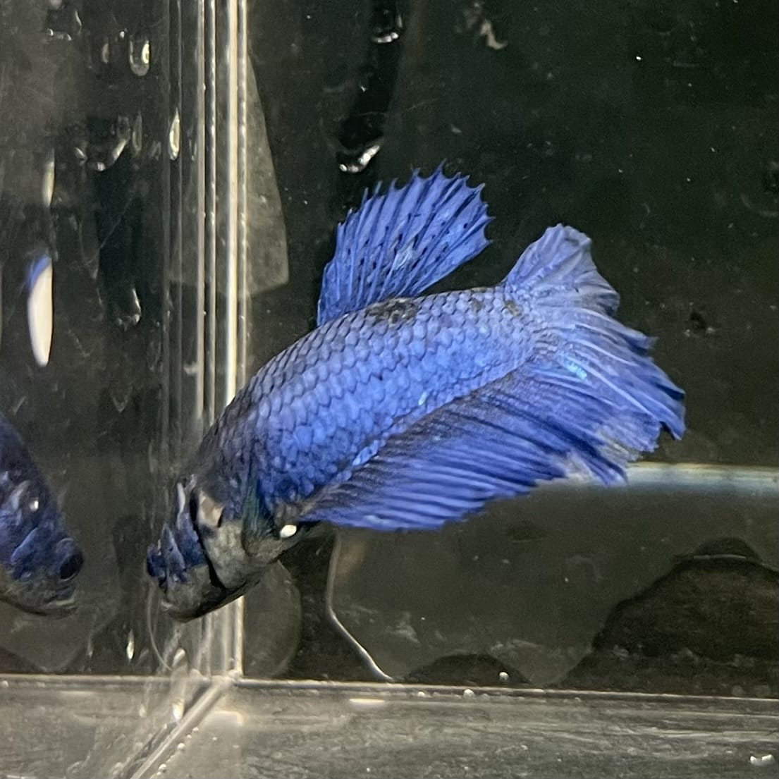 the-fish-farm Female Betta Female Betta - One Only - Q Choose your own Female Betta at The Fish Farm Australia