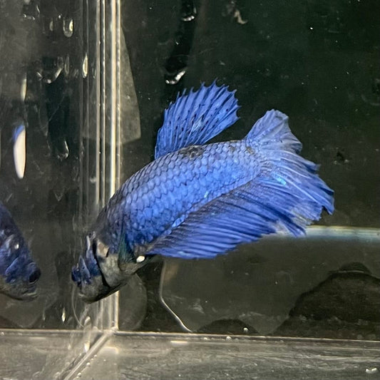 the-fish-farm Female Betta Female Betta - One Only - Q Choose your own Female Betta at The Fish Farm Australia