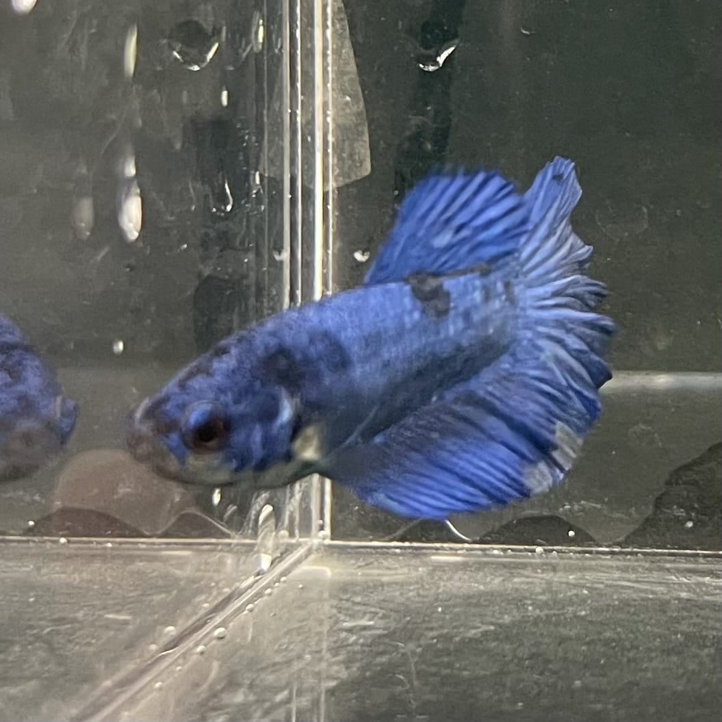 the-fish-farm Female Betta Female Betta - One Only - Q Choose your own Female Betta at The Fish Farm Australia