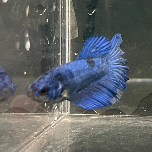 the-fish-farm Female Betta Female Betta - One Only - Q Choose your own Female Betta at The Fish Farm Australia