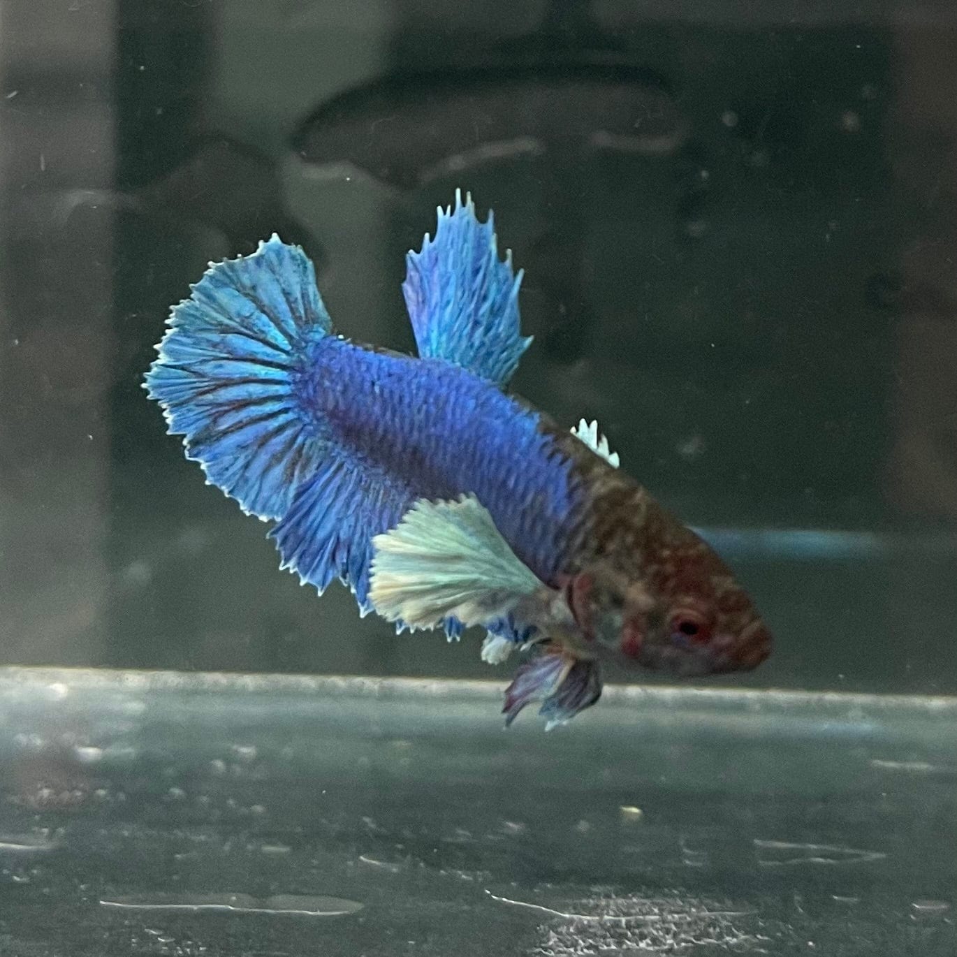 the-fish-farm Female Betta Female Betta - One Only - R Choose your own Female Betta at The Fish Farm Australia