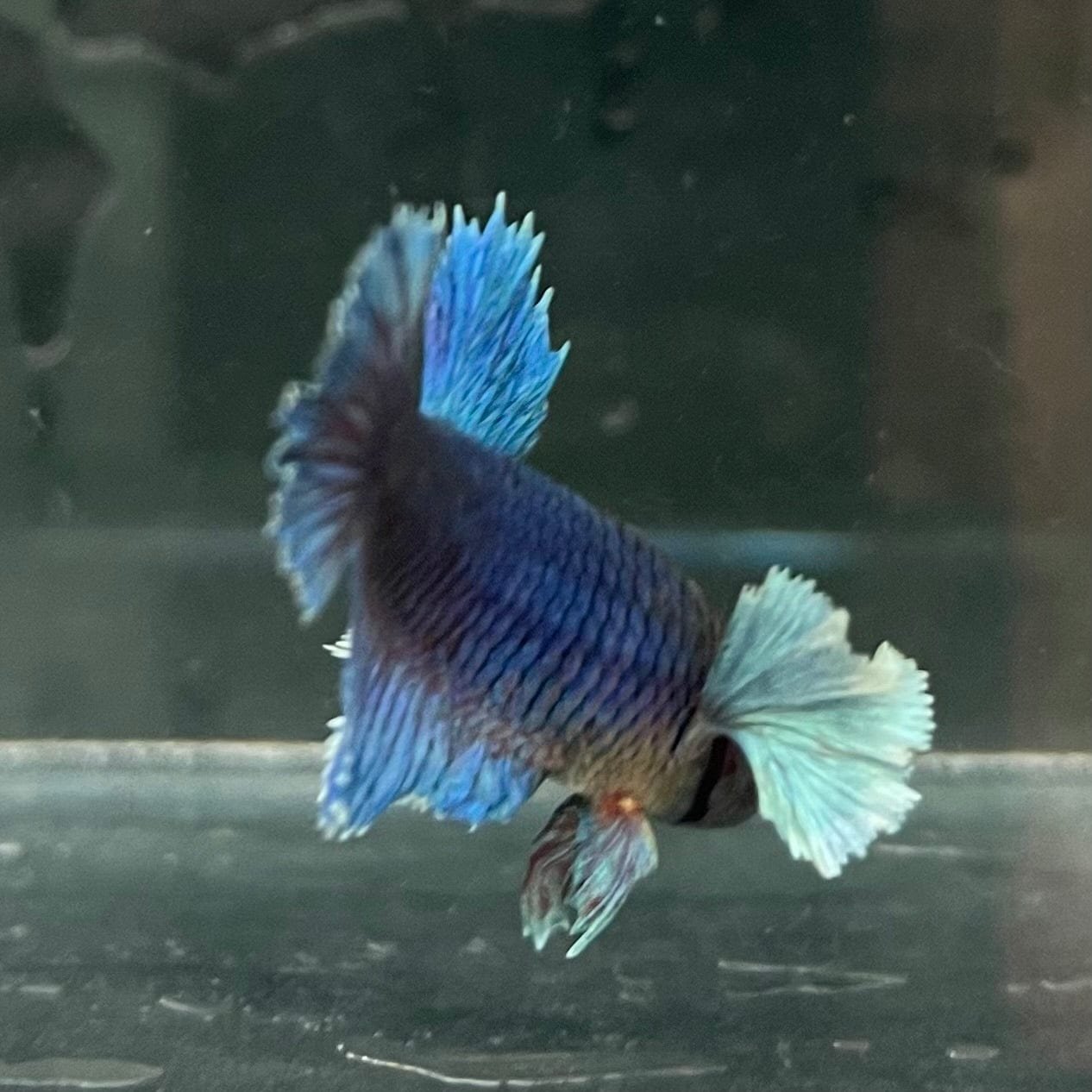 the-fish-farm Female Betta Female Betta - One Only - R Choose your own Female Betta at The Fish Farm Australia