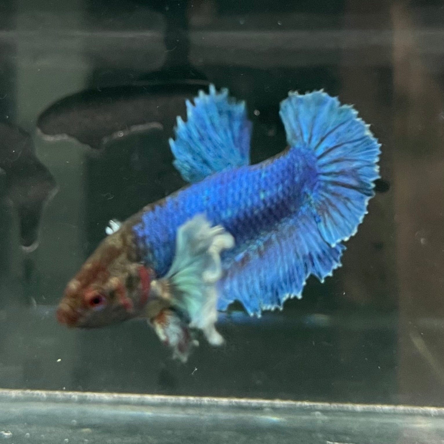 the-fish-farm Female Betta Female Betta - One Only - R Choose your own Female Betta at The Fish Farm Australia