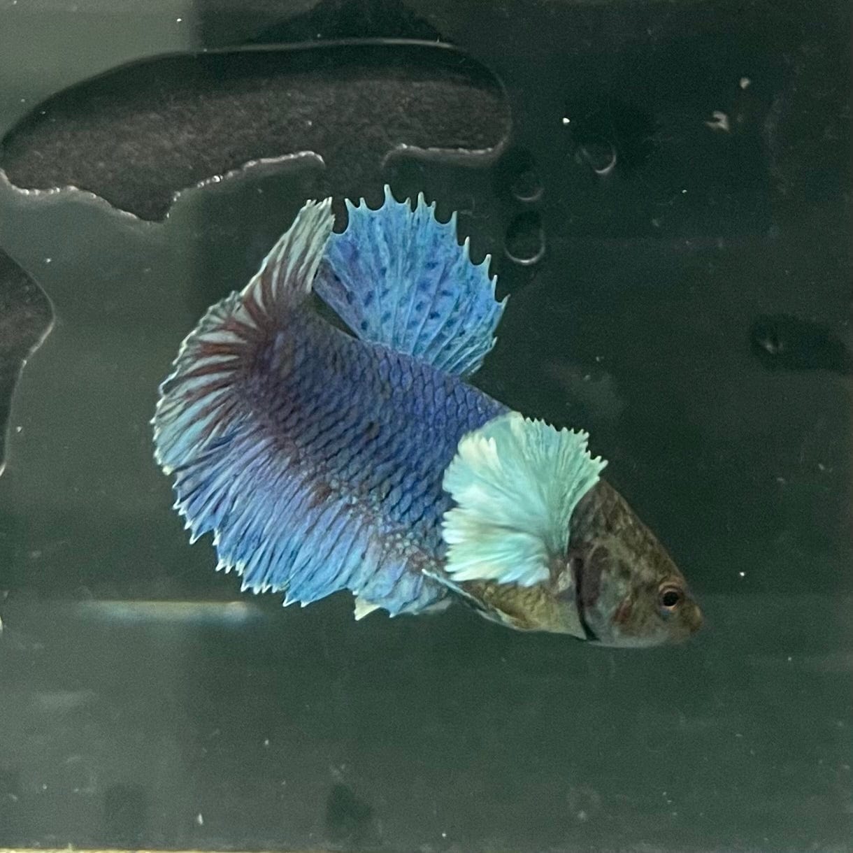 the-fish-farm Female Betta Female Betta - One Only - R Choose your own Female Betta at The Fish Farm Australia
