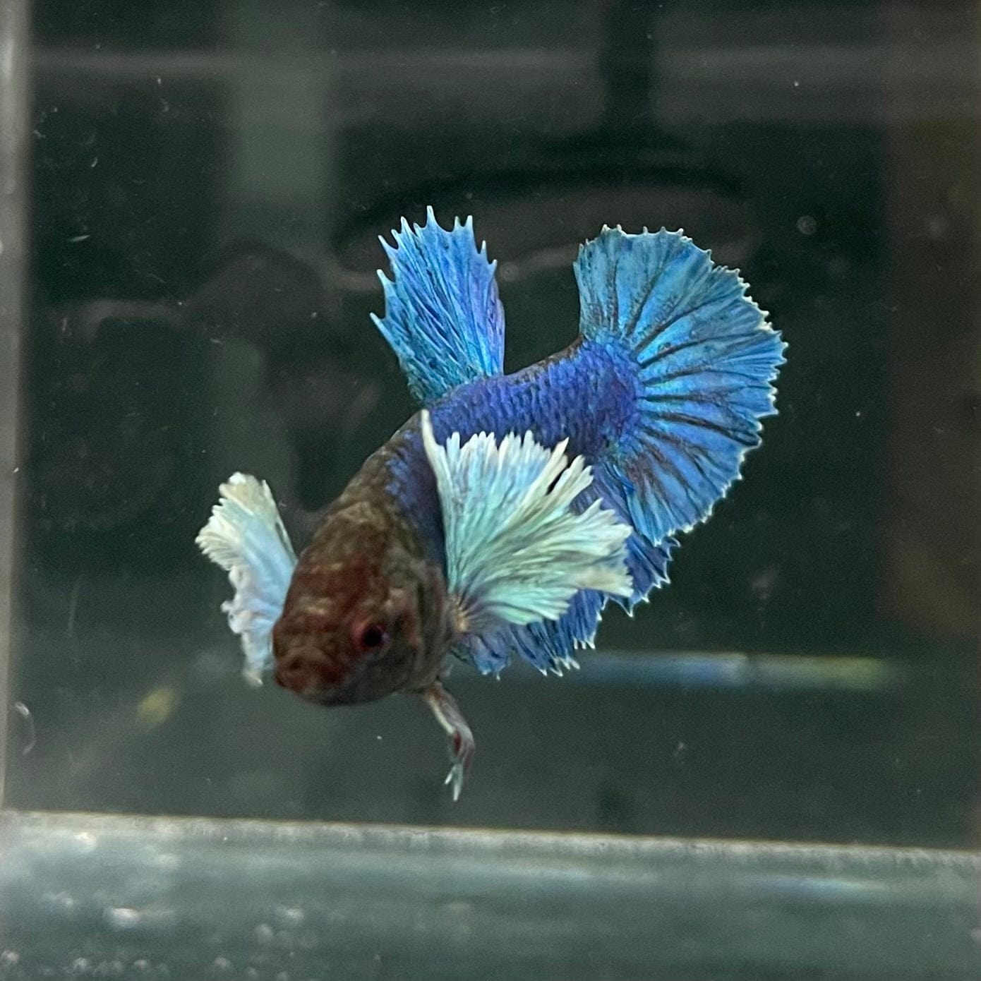 the-fish-farm Female Betta Female Betta - One Only - R Choose your own Female Betta at The Fish Farm Australia