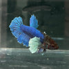the-fish-farm Female Betta Female Betta - One Only - R Choose your own Female Betta at The Fish Farm Australia