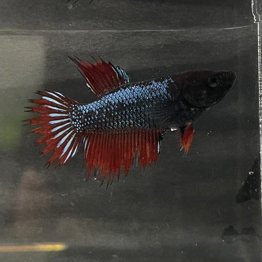 the-fish-farm Female Betta Female Betta - One Only - R Choose your own Female Betta at The Fish Farm Australia