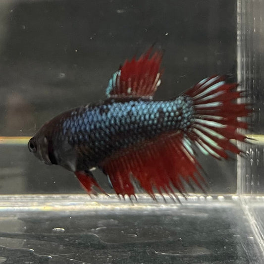 the-fish-farm Female Betta Female Betta - One Only - R Choose your own Female Betta at The Fish Farm Australia