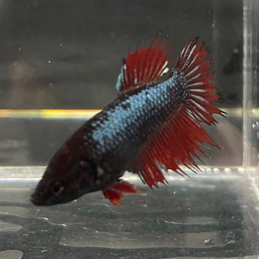 the-fish-farm Female Betta Female Betta - One Only - R Choose your own Female Betta at The Fish Farm Australia