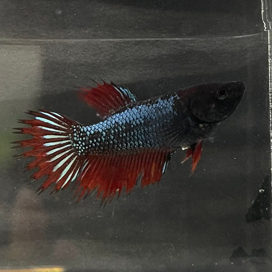 the-fish-farm Female Betta Female Betta - One Only - R Choose your own Female Betta at The Fish Farm Australia