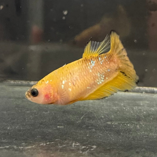 the-fish-farm Female Betta Female Betta - One Only - R Choose your own Female Betta at The Fish Farm Australia
