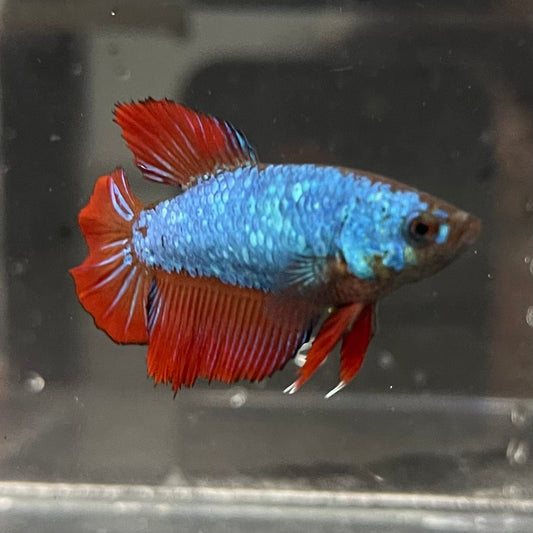 the-fish-farm Female Betta Female Betta - One Only - R Choose your own Female Betta at The Fish Farm Australia
