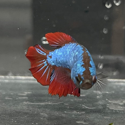 the-fish-farm Female Betta Female Betta - One Only - R Choose your own Female Betta at The Fish Farm Australia