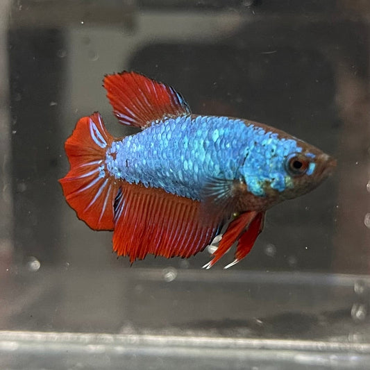the-fish-farm Female Betta Female Betta - One Only - R Choose your own Female Betta at The Fish Farm Australia