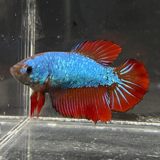 the-fish-farm Female Betta Female Betta - One Only - R Choose your own Female Betta at The Fish Farm Australia
