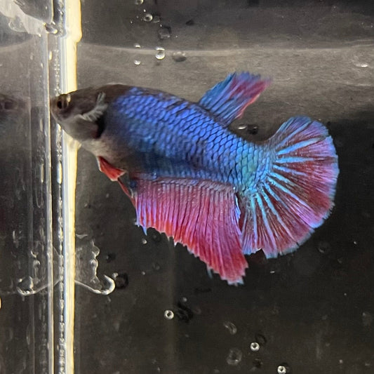 the-fish-farm Female Betta Female Betta - One Only - R Choose your own Female Betta at The Fish Farm Australia